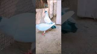 Blue Helmet Danish Pigeon||#foryou #youtubeshorts #viralvideo #trending #viral #ytshorts #blogger