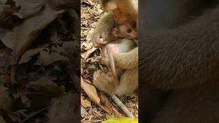 good mom #baby #mom #monkey #short