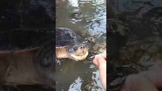 Kusu Island - 29 August 24 - LauDa Tortoise eats banana 🍌.