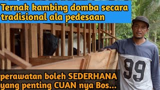 Ternak Kambing Domba dengan cara tradisional hasilnya NYATA