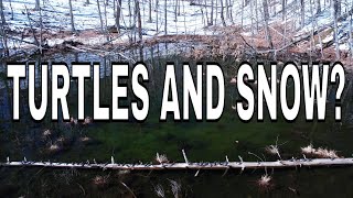 TURTLES AND SNOW!