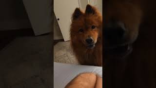 Dogs do their nightly routine of "we want outside" #pomeranian #chowchow #dogshorts