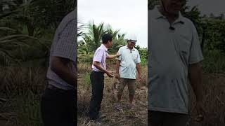 Chia sẻ kinh nghiệm trồng Dừa với bà con Thủ Thừa Long An #võ_quang_sơn #shortvideo #trendingshorts