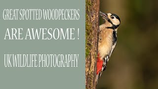 GREAT SPOTTED WOODPECKERS ARE AWESOME/WILDLIFE PHOTOGRAPHY