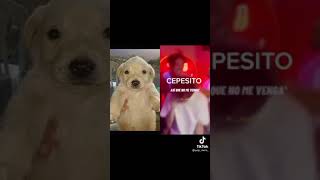 Cepesito canción original 🤑😎