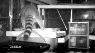 Raccoons visit our Greenhouse