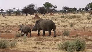 A white rhino calf and its mother.  Cucciolo di rinoceronte bianco con la sua mamma