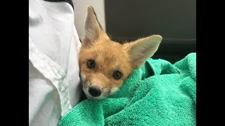 Todd the Baby Rescued Red Fox Eats a Tomato