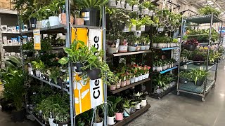 LOWES HOUSEPLANT CLEARANCE🤑LOTS OF EXOTIC, TROPICAL HOUSEPLANTS🛒BIG BOX PLANT SHOPPING