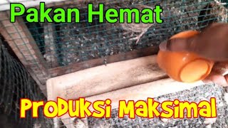 Pakan Puyuh Hemat dan Produksi Maksimal dengan Sistem Pemberian Pakan Begini...!!!