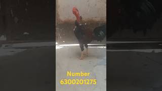 #6300301275 free video upload Kisi bhai ko Jalana hai mera number9160044705 yah hai