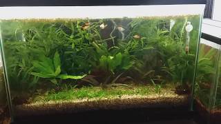 20 gallon unfiltered Walstad aquarium (no co2 or ferts added)