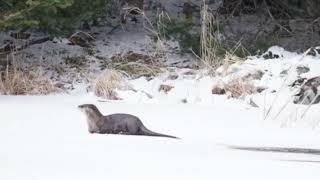 Otter Spotter