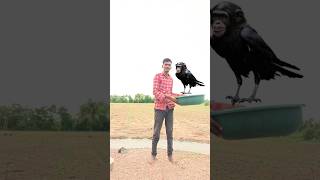 Amazing birds catching and save funny vfx magic video