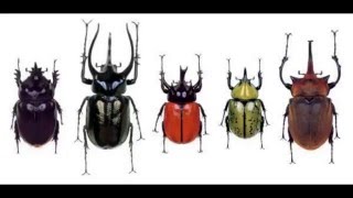 Познавательное видео для малышей Мультфильмы детям. Жуки. Beetles. Қоңыздар. Escarabajos. Böcekleri