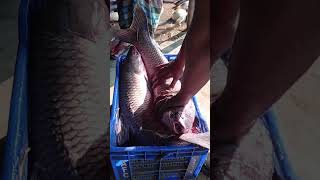 Big Big Black Carp Fish in Satkhira Beeg Fish Market ✅🎣