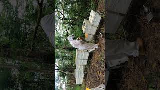 inspecting on bee hives part 6