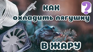 Как спасти лягушек-питомцев в летнюю жару?