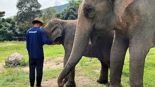 Elephants Always Have Their Own Favorite Person.