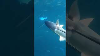 Epic kingfish action #shortvideo #spearfishing #kingfish