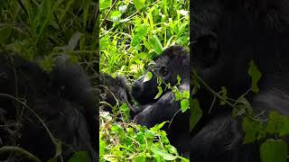 Gorilla having a green buffet..#gorilla #monkey #silverbackgorilla #jungle #congo #uganda