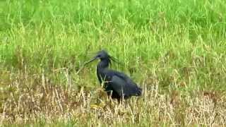 Umbrella fishing strategy of Black Heron