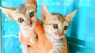 Best Funniest Cute Cat Videos | Funny Cat Videos | Funny Animal Video | Funny Cat Video 2024