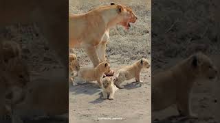 sasangir Gujarat | kuch din to gujaro Gujarat me | lion king & family