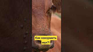 Чем кормить мух? #мухи #природа #назойливые #двухкрылатые