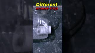 Easy Mouse Trap Homemade Humane #mousetrap #rattrap