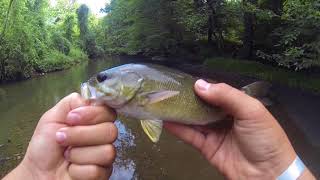 Creek SMALLMOUTH on LIVE CRAYFISH!!!