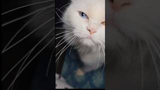 Unique White Cat with One Blue and One Yellow Eye Loves to Lick my Finger and Show Affection #cat