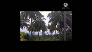 coconut tree🌴 agriculture forming