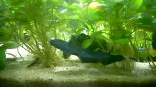 Black Ghost Knifefish