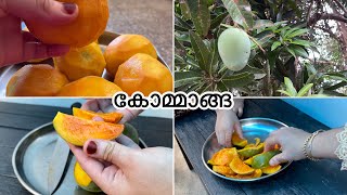 😋മുറ്റം നിറയെ മാങ്ങ കണ്ടാലൊ 🥭/ A small nostalgic village vlog/ taste of happiness by shahnaz