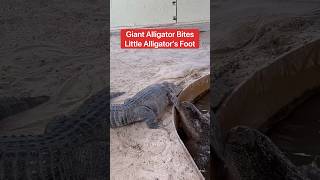 Giant Alligator Bites Little Alligator’s Foot 😱🐊#shorts #alligator