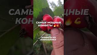 КОНФЕТЫ ИЗ БОЯРЫШНИКА  #конфетыизбоярышника #Боярышник #купитьконфетыизбоярышника #глёд #пастила