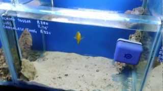 Pet StopSA Marinefish Stock 2013-02-20