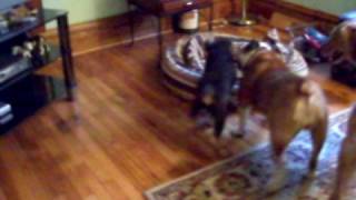 Bulldog & German Shepard Puppy Tug O' War