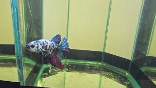 Betta cod. 030 #Betta #Acquarium #fish