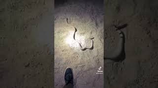 “Chased” By A Rattlesnake…