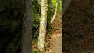 Bat Lake Hiking Trail Algonquin Park #hiking #shorts #short