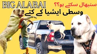 KARAT- THE BIG ALABAI DOG-CENTRAL ASIAN SHEPHERD