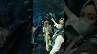 masuk lorong aquarium SeaWorld