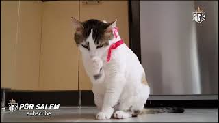 cat 😺😺 funny videos #cat funny #cat #funny #funnyvideos #funny2024