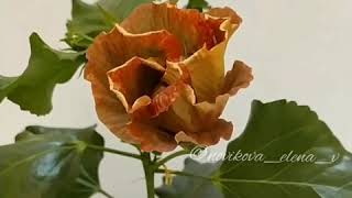 Сортовой гибискус Fall leaves hibiscus