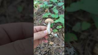 Первый гриб - Подберёзовик. Дальше - больше! #trending #mushroom #грибы #природа #лес #nature