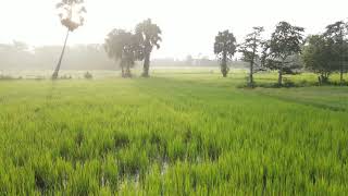 Khmer farmers transplant rice in the early morning - 4K Video