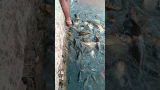 यह स्पेशल  मछलियां हैं। नारंगी वाली इनकी रानी है। #shortvideo #fish #ganpati