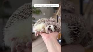 Cute baby hedgehog #hedgehog #shortsvideo #babyhedgehog